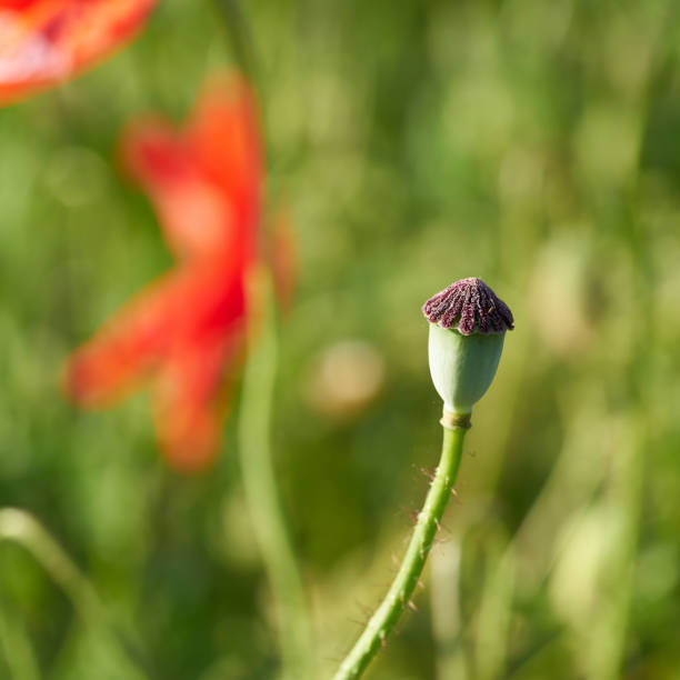 istock Boll of a poppy flower 692940844