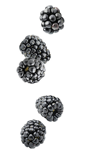 Isolated falling blackberries Isolated berries. Five falling blackberry fruits isolated on white background with clipping path blackberry fruit stock pictures, royalty-free photos & images