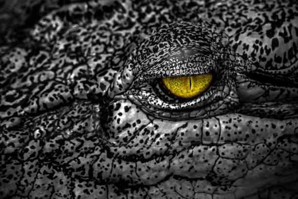 istock close-up of scary crocodile eye 692943558