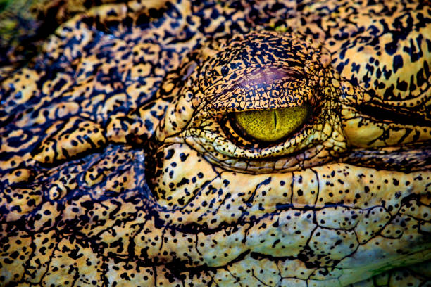 istock close-up of scary crocodile eye 692943560