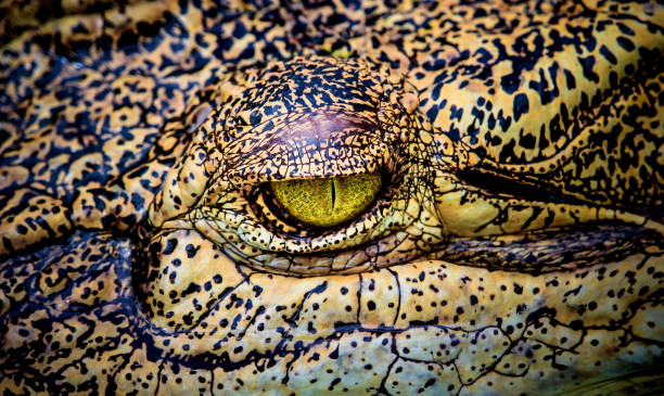istock close-up of scary crocodile eye 692943566