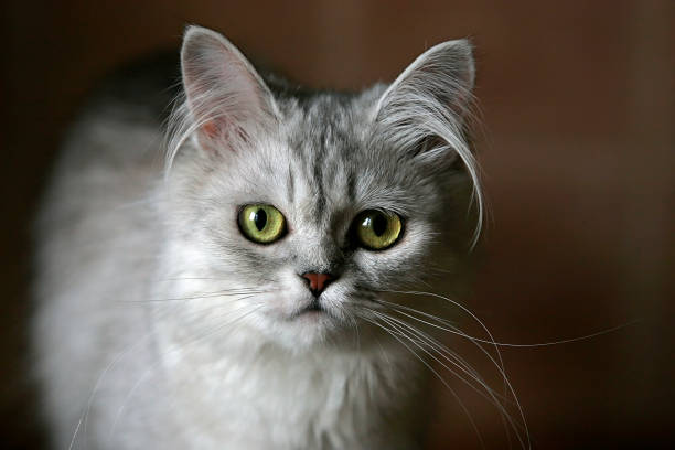 istock cat - girl close-up 692947472