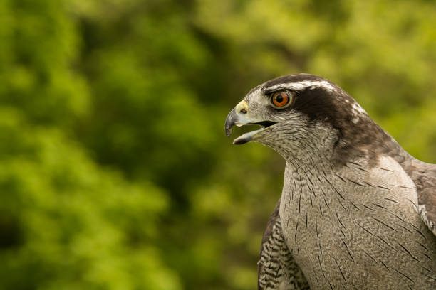 A Northern Goshawk at a falconry show.