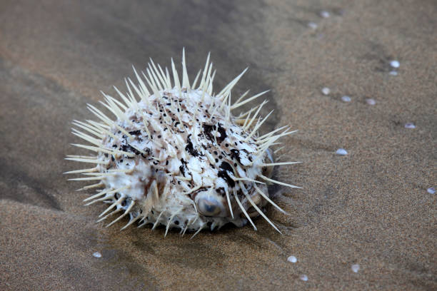 istock Dead Sea hedgehog thrown out on a coast 692947894