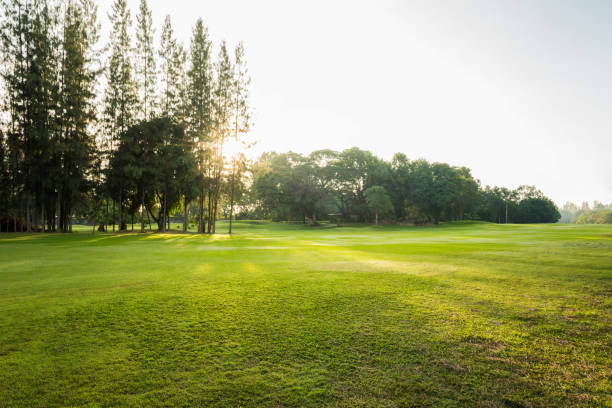 istock Beautiful Green grass field in the morning 692947926