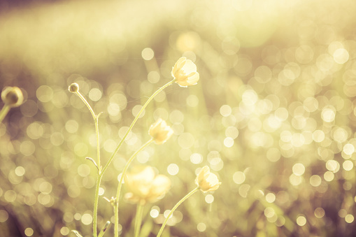 Summer grass field with flowers, golden abstract background concept, soft focus, bokeh, warm tones.