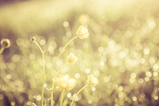 Summer grass field with flowers, golden abstract background concept, soft focus, bokeh, warm tones Summer grass field with flowers, golden abstract background concept, soft focus, bokeh, warm tones. soft focus stock pictures, royalty-free photos & images