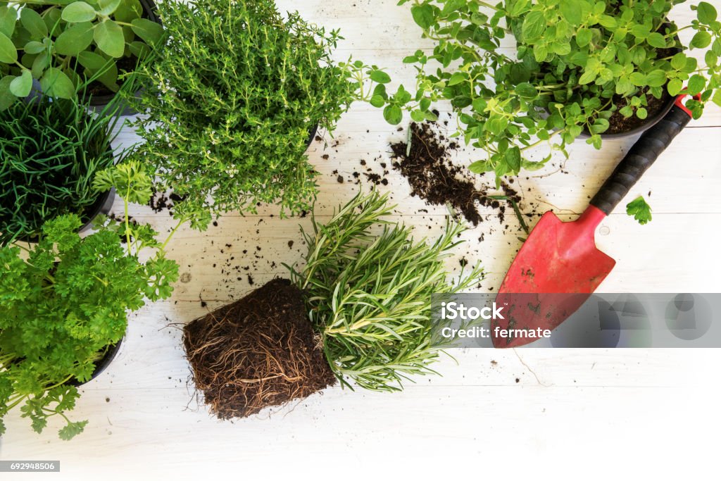 Plants in pots for the herb garden and a red shovel on white painted wood, corner background with copy space, top view from above Herb Stock Photo