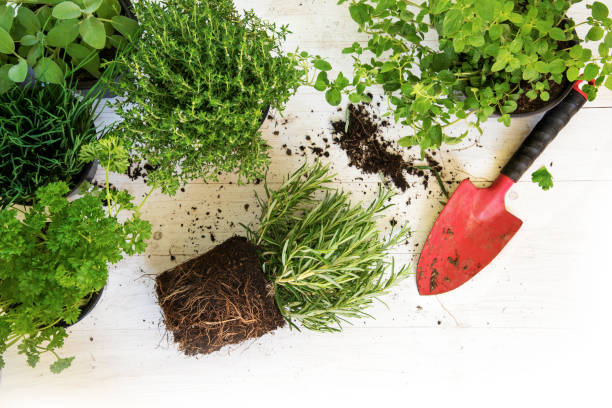 Plants in pots for the herb garden and a red shovel on white painted wood, corner background with copy space, top view from above Plants in pots for the herb garden and a red shovel on white painted wood, corner background with copy space, top view from above potted plant from above stock pictures, royalty-free photos & images