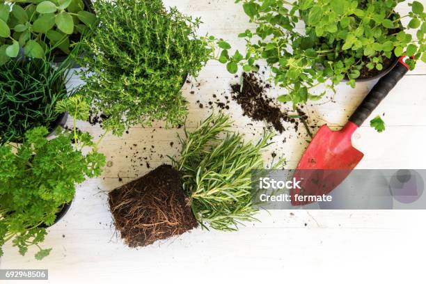 Plants In Pots For The Herb Garden And A Red Shovel On White Painted Wood Corner Background With Copy Space Top View From Above Stock Photo - Download Image Now