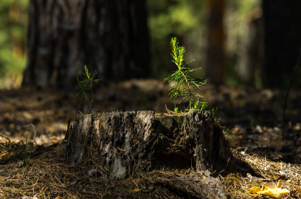 istock Pine tree saplings on an old stump lit with bright sun in the forest with blurred tree trunks in background 692951020