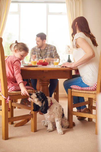 feeding the dog at the table