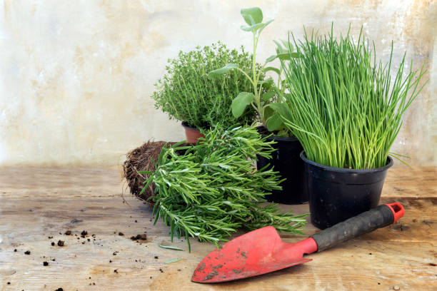 usines de herb cuisine dans des pots comme le romarin, thym, sauge et ciboulette pour cuisson douce et saine et une pelle rouge sur une planche en bois rustique, vintage fond avec espace copie - rosemary herb vegetable garden herbal medicine photos et images de collection