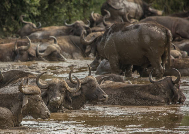 Water buffaloes cool off in the Perfume River near Hue, Vietnam