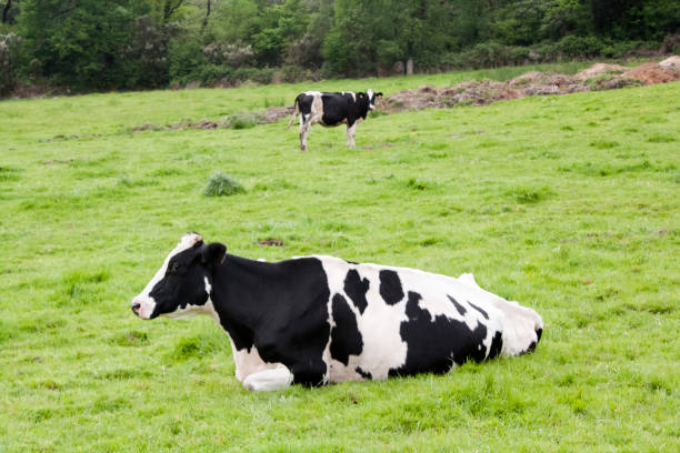 istock Beautiful Holstein cow sitting on green meadow. 692954444