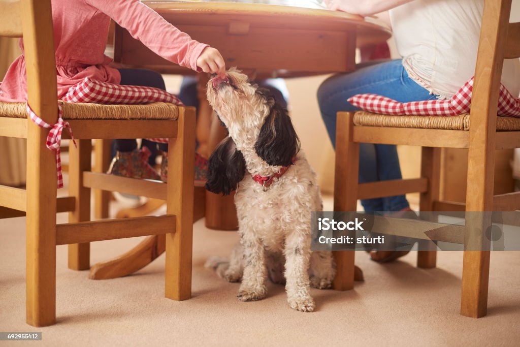 sneaky dog meal a young family sit at the table and a little girl slips the dog some unwanted food Dog Stock Photo