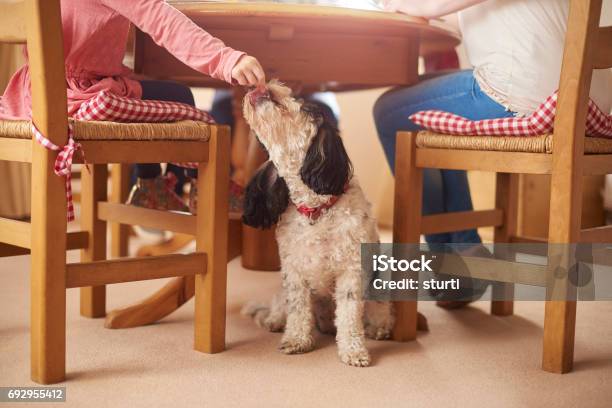 Sneaky Dog Meal Stock Photo - Download Image Now - Dog, Table, Below