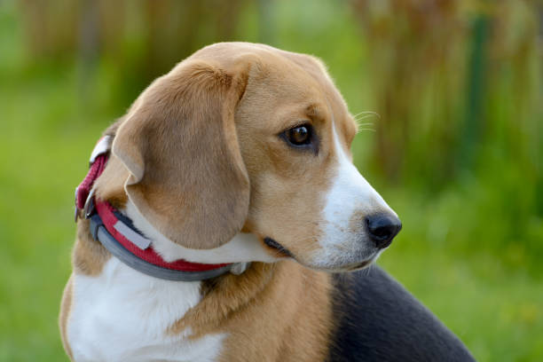 istock Beagle dog portrait on the nature 692955692