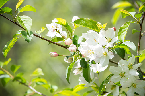 buds on a Malus sargentii in full bloom with white flowers and pink buds