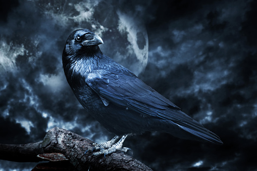 Black raven in moonlight perched on tree. Scary, creepy, gothic setting.