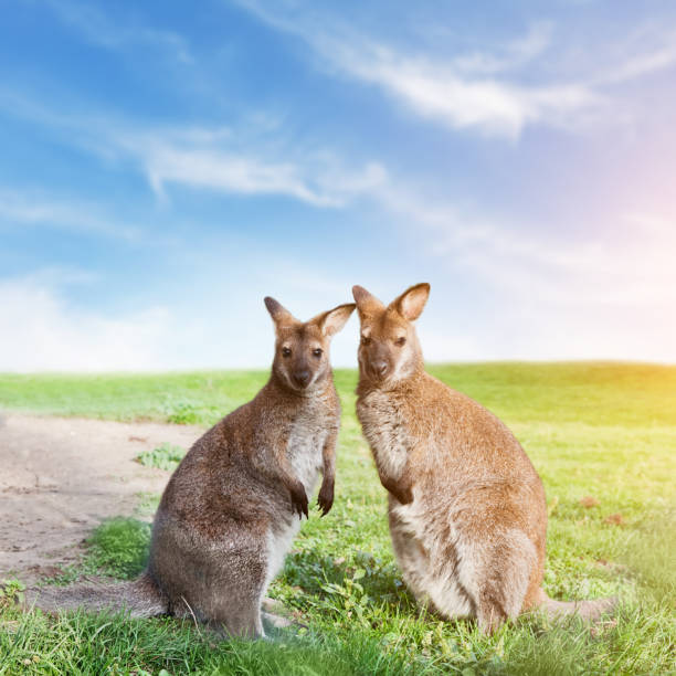 Kangaroo couple standing, looking at the camera. Australia