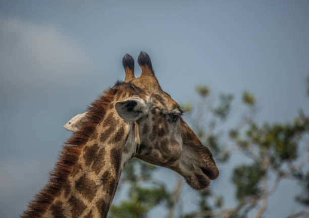 istock Giraffes at the woodland 692958190