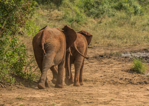 istock African savannah elephants at a waterhole 692959450