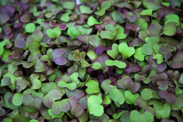 micro-greens at the farmer's market a tray full of edible micro-greens at the farmer's maket microgreens stock pictures, royalty-free photos & images