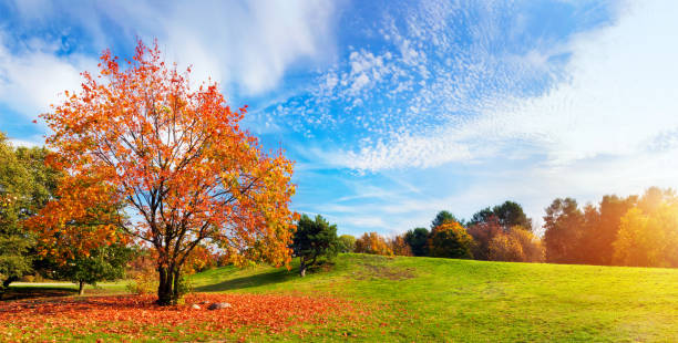 istock Autumn, fall landscape. Tree with colorful leaves. Panorama 692961882