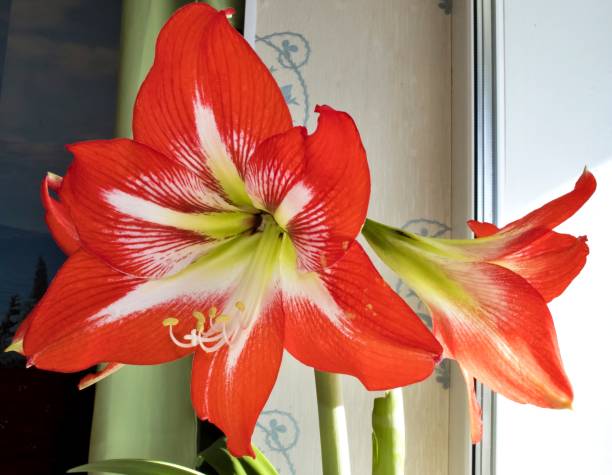 istock red flower with latin name Amaryllis or Hippeastrum 692962148