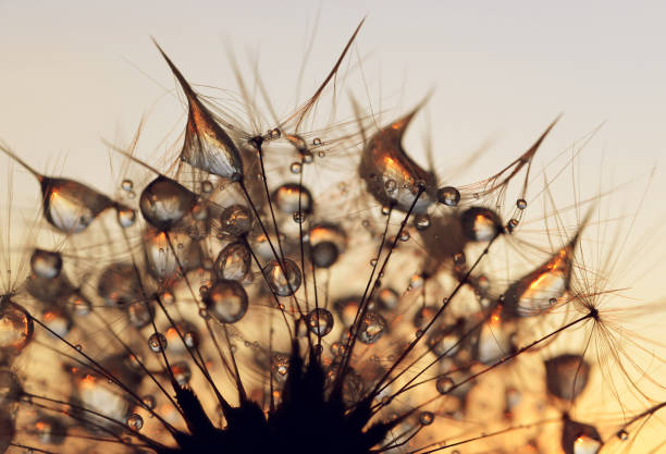 istock Dew drops on a dandelion seeds at sunrise. 692962612