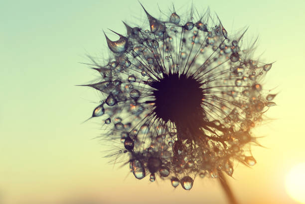 istock Dew drops on a dandelion seeds at sunrise. 692962936