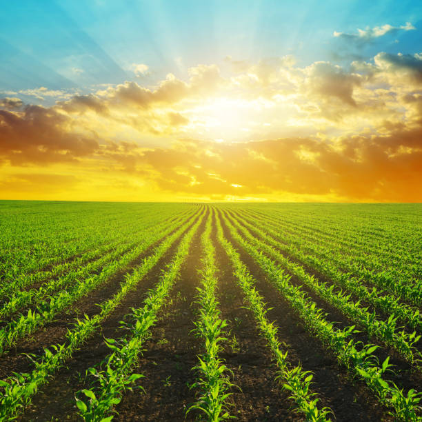 istock Green corn field in the sunset. 692962940