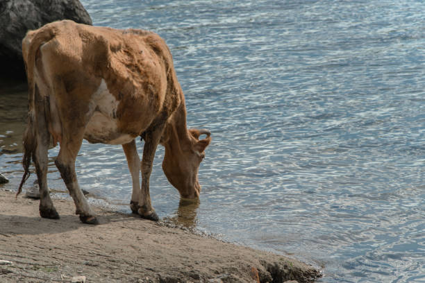 Cow drinking water in the river