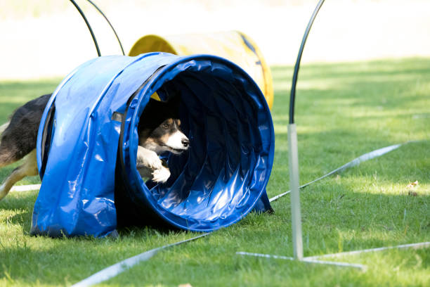 istock Dog, Border Collie, running through agility tunnel, hooper training 692972682