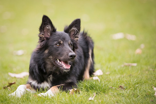 Dog, Border Collie, lying in green grass