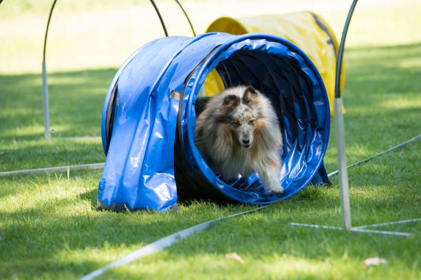 istock Dog, Shetland Sheepdog, running through agility tunnel, hooper training 692972714