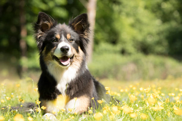 istock Dog, Border Collie, lying in grass, yellow flowers 692972800