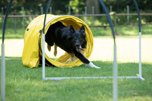 Dog, Border Collie, running through agility tunnel hooper training