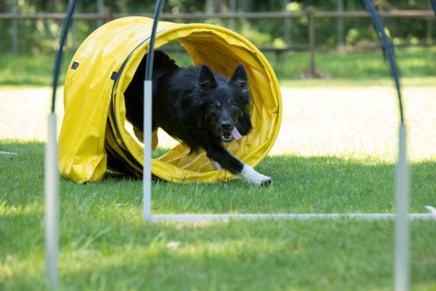istock Dog, Border Collie, running through agility tunnel hooper training 692972858