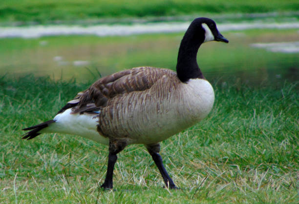 istock A Goose Near the Lake 692975476