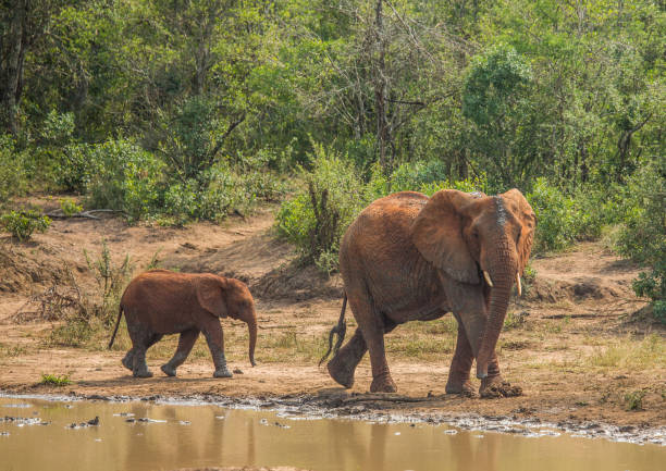 mère d’éléphant de savane africaine avec son enfant à un point d’eau - hluhluwe photos et images de collection