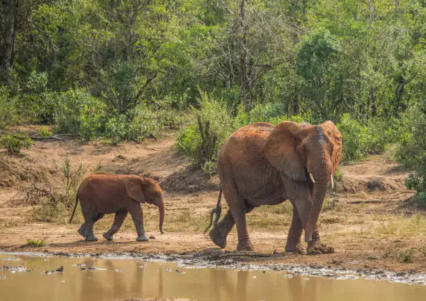 African savannah elephant mother with her child at a waterhole in South Africa