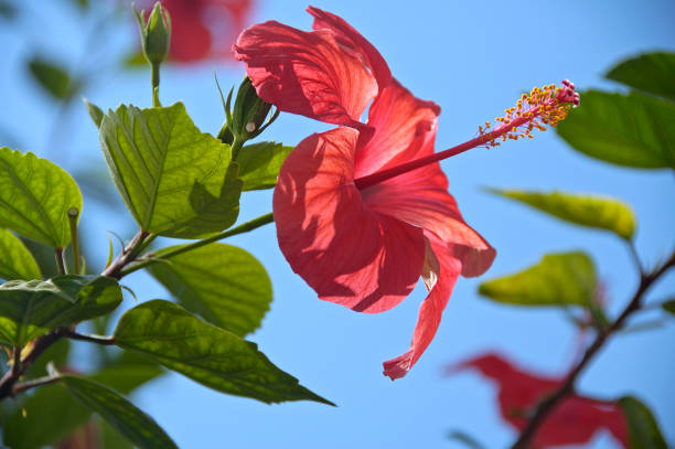 istock A pink hibiscus in blue sky 692976164