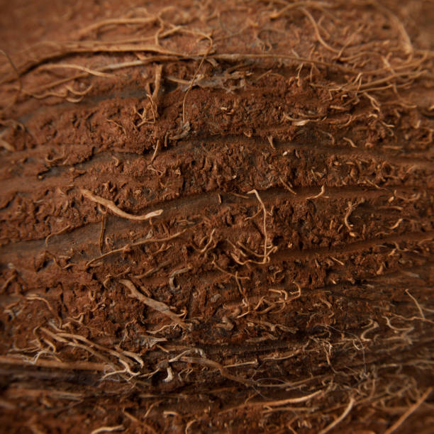 Coconut texture macro background