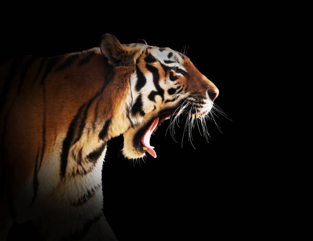 istock Wild tiger roaring. Isolated on black, easy for cut out. 692979898