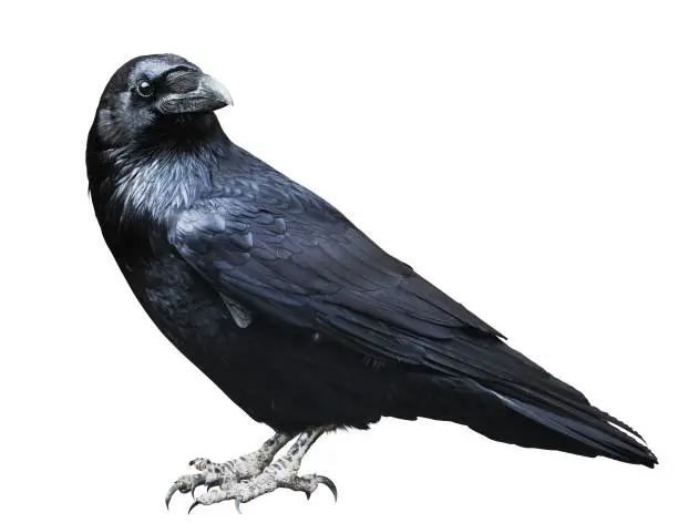 Photo of Black raven. Bird isolated on white.