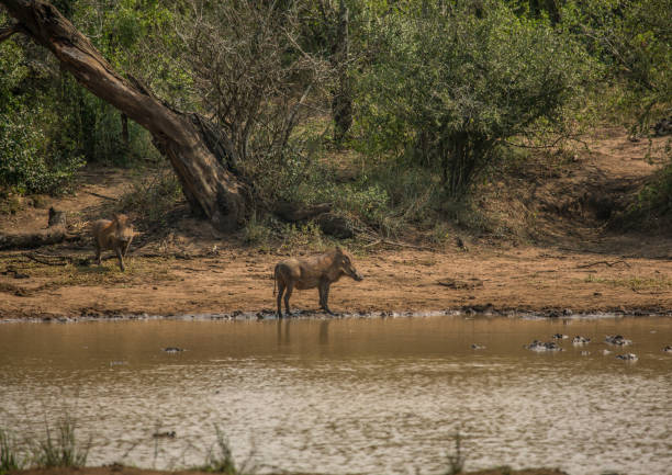 istock Warthog near a waterhole 692980288