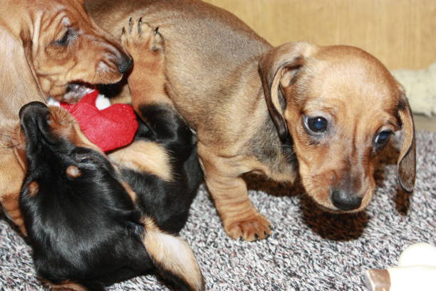 istock Miniature Dachshund Puppy 692982472