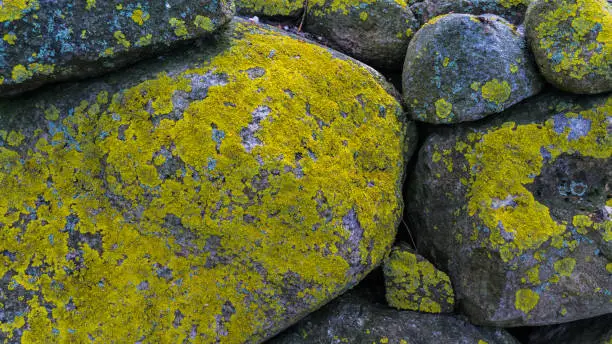 rocks covered with lichen